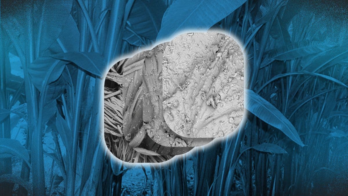 DLSU Researchers Explore Abaca Fiber for Sustainable Radiation Protection and Advanced Shielding
